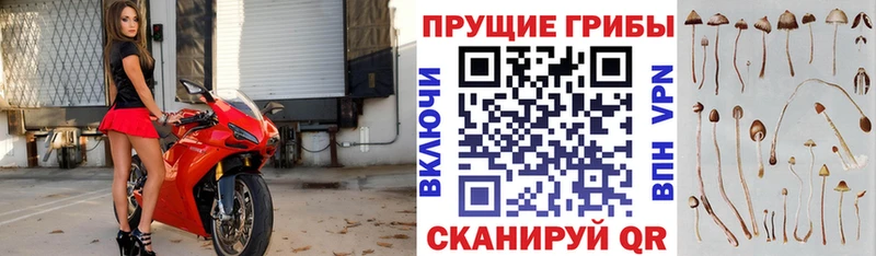 Псилоцибиновые грибы мицелий где продают наркотики Бобров