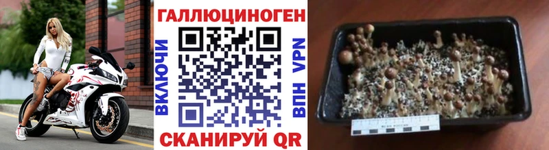Галлюциногенные грибы Psilocybine cubensis Бобров